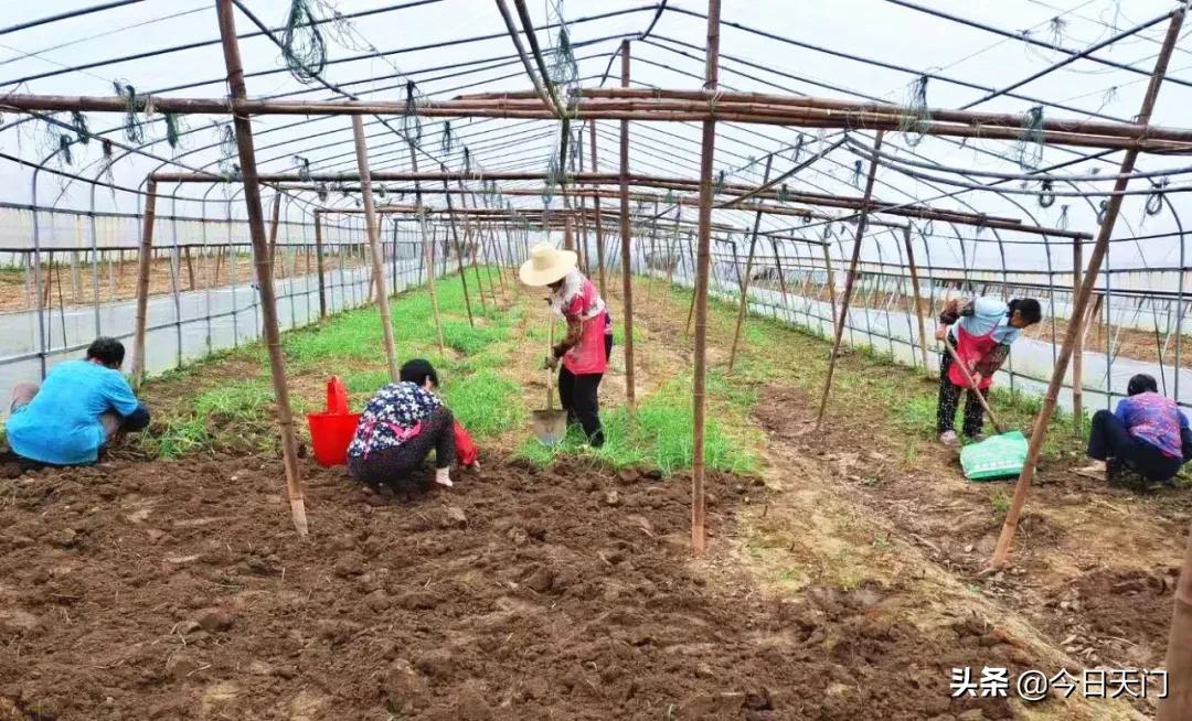 湖北天门，繁荣与机遇并存的发展趋势