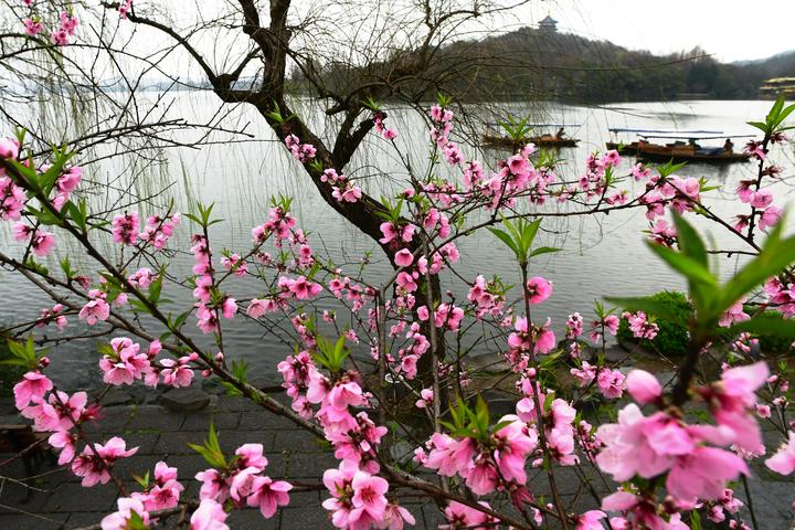 桃花盛开之际，天气预报与美丽共舞的时刻