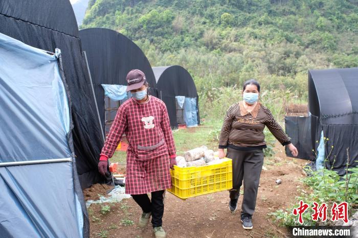 木耳村委会新项目启动，振兴乡村经济，提升村民生活质量行动